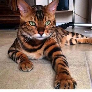 Meet your Posher, Nina